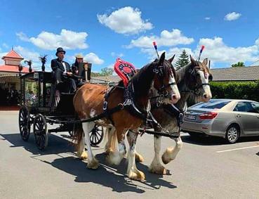 draft horse funeral hearse