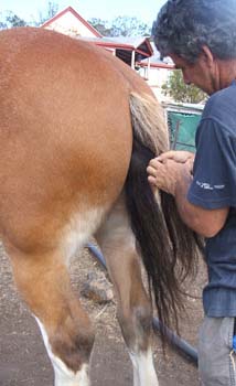 Clydesdale-Tail-Plaiting-03