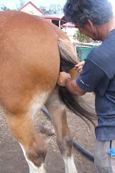 Clydesdale-Tail-Plaiting-04