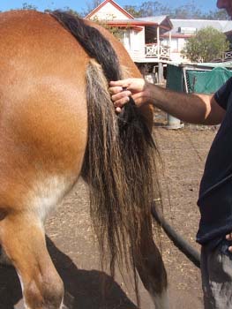 Clydesdale-Tail-Plaiting-08