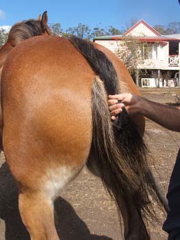 Clydesdale-Tail-Plaiting-09