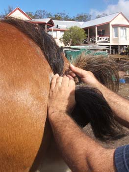 Clydesdale-Tail-Plaiting-12