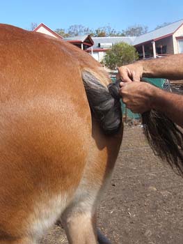 Clydesdale-Tail-Plaiting-16