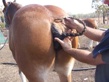 Clydesdale-Tail-Plaiting-29