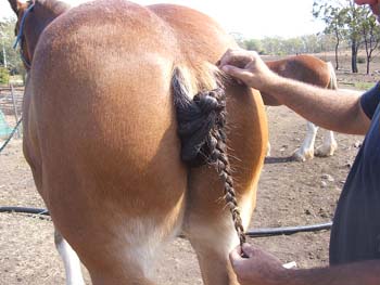 Clydesdale-Tail-Plaiting-32