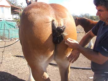 Clydesdale-Tail-Plaiting-37