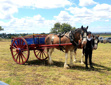 clydesdale & dray at funeral